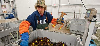 Wholesale Live Maine Lobster