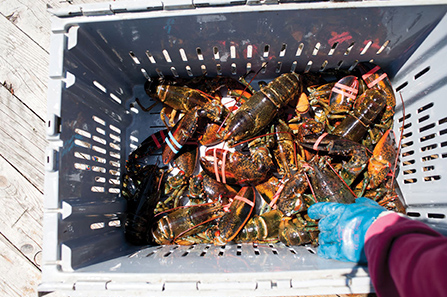 Live Lobsters